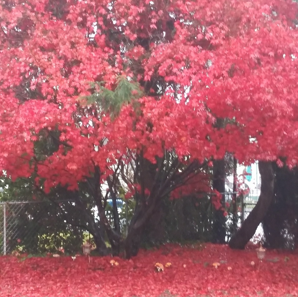 Meet your Posher, Donald